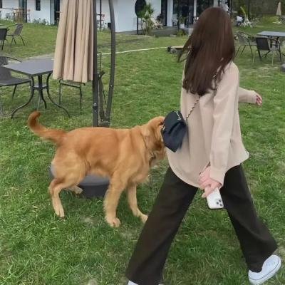 猛虎嗅蔷薇